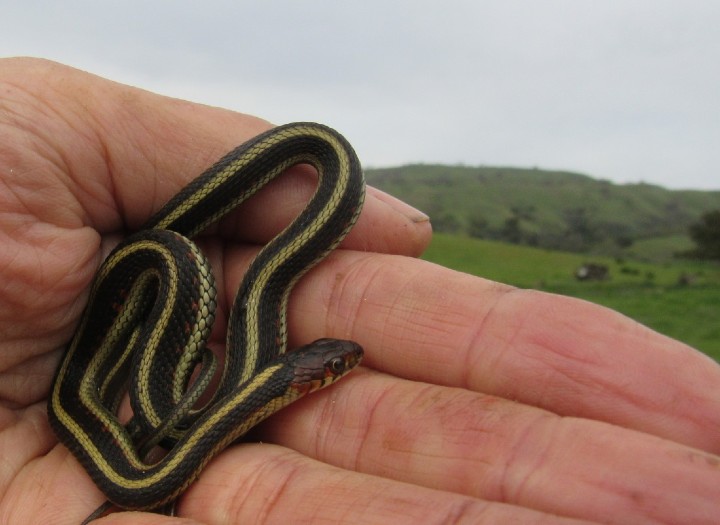 California Red-sided Garter Snake